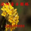觀花植物 結(jié)香花苗 帶有濃郁的香氣 當(dāng)年開花 大小齊全 易成活