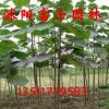 綠化苗木批發(fā)法國(guó)梧桐樹綠化喬木梧桐樹苗 品種多樣規(guī)格齊全