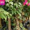 供應福建基地扦插苗 三角梅小苗 規格齊全 歡迎實地考察園林植物