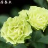 房春來日月【綠色玫瑰 綠舞裙】 切花月季 陽臺盆栽歐月扦插小苗