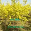 開原苗圃 基地直銷【金葉復葉槭】 綠化行道樹 扦插小苗批發