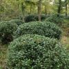 冬青球批發 園林工程綠化苗木 色塊綠籬 盆栽冬青球 基地直銷