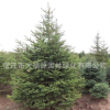 基地直供云杉 出售各種綠化植物 藍云杉 云杉苗 云杉樹