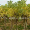 供應金枝槐 黃金槐 黃槐 槐樹 金枝國槐 綠化工程