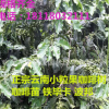 直銷果樹苗云南小粒果咖啡 咖啡苗阿拉比卡咖啡樹 鐵畢卡 波邦