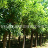 供應(yīng)珊瑚樸樹 棠殼子優(yōu)質(zhì)樸樹苗各種規(guī)格樸樹