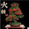 苗圃直銷火棘苗火棘樹盆栽火棘球火棘盆景紅果金玉滿堂當(dāng)年結(jié)果