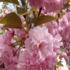 批發(fā)嫁接櫻花苗 重瓣櫻花樹苗 日本櫻花樹苗 庭院觀花植物