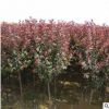 基地常年直銷速生紫葉李 園林綠化苗木 紫葉李樹 紅葉李 品種齊全