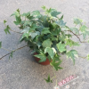 基地批發銀邊/花葉常春藤 盆栽花卉 凈化空氣植物 草本花卉常春藤