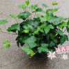 基地批發青葉常春藤 盆栽花卉 凈化空氣植物 綠化苗木 140杯