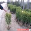 瓜子黃楊球 冬青球樹床苗小大葉黃楊小苗綠化苗木批發供應基地