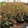 禾豐園綠化 紅葉石楠球 工程綠化苗木 規(guī)格齊 紅葉石楠球苗木批發(fā)
