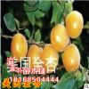 批發早熟杏樹小苗 嫁接美國金杏 南北方種植當年結果凱特包郵種子