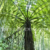 精品展示桫欏樹(shù)苗 盆栽樹(shù)蕨筆筒樹(shù)蕨類(lèi)植物 恐龍時(shí)代活化石