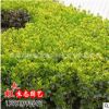 批發工程綠化苗金邊黃楊 基地直銷金邊黃楊小苗 園林綠化規格齊全