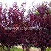 現貨供應 4公分綠化工程苗 紫葉李樹苗 小區 園林綠化觀花植物