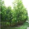法桐樹苗綠化苗木行道點綴四季常青庭院觀賞美化環境凈化空氣法桐