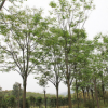 供應全冠欒樹，黃山欒樹，8公分 10公分 12公分 15公分 18公分