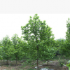 供應紫玉蘭 二喬玉蘭 白玉蘭 綠化苗木