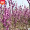 精品叢生紫荊苗 庭院觀賞綠化紫荊花苗 花卉紫荊樹苗滿條紅盆栽