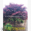 紅楓 日本紅楓基地促銷 美國紅楓 赤楓 庭院綠化 小區綠化