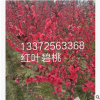 花桃 各種規格 品種齊全 紅葉碧桃 基地直銷 量多優惠