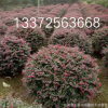 紅花繼木 紅花繼木球 工程綠化 基地直銷紅花繼木