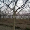 基地直銷樸樹 叢生樸樹 工程園林綠化樸樹苗 規格齊全