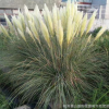 園林常綠蒲葦 常綠蒲葦價格 蒲葦 矮蒲葦基地