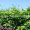 基地大量出售 慈孝竹 紫竹 剛竹 青竹 量大優惠