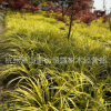 批發 金邊石菖蒲 水生植物 金線石菖蒲 常綠彩葉植物