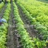 基地直銷 綠化工程 金森女貞 毛球 各種規(guī)格