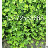 批發(fā)盆栽植物 金邊常青藤 常春藤盆栽 金邊常春藤 吊蘭金邊長(zhǎng)青藤