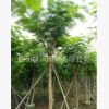 大量供應(yīng)10-12公分移栽鳳凰木,假植鳳凰木，袋苗鳳凰木