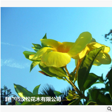 低價供應園林批發各種綠化苗木軟枝黃嬋寵物園藝盆景瘋狂促銷爆款