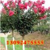 速生紫薇價格 紅花紫薇苗 紫薇苗批發 紅火箭紫薇小苗規格齊全