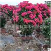 紫花三角梅球形 紅花三角梅 勒杜鵑 三角梅盆栽