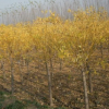黃金槐小苗金枝黃槐苗基地直發行道樹綠化苗木園林工程苗價格優惠