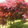 中國紅楓樹苗批發 日本紅楓苗 秋火焰紅楓小苗 園林綠化苗木