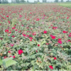 苗圃直銷豐花月季苗藤本月季花苗盆栽花苗種苗花卉苗木基地批發