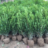 基地批發小葉黃楊 瓜子黃楊 黃楊苗 綠籬綠化園林工程苗 規格齊全