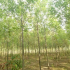 白蠟樹苗速生白蠟苗批發苗圃直發工程綠化行道樹白蠟苗成活率高