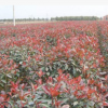 紅葉石楠球樹苗紅葉石楠小苗批發園林綠化苗木直銷苗圃量大優惠