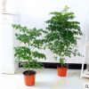 室內大型客廳辦公綠植花卉盆栽 綠寶綠色植物幸福樹平安樹吸甲醛