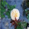 供應月季 爬藤月季薔薇品種齊全 帶花可發(fā)貨 品種齊全 量多價優(yōu)