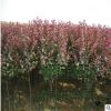 大量供應批發紅葉李 紫葉李 速生規格品種全 工程綠化行道樹
