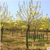 大量供應批發玉蘭 廣、白 、黃 、紅 、紫 品種規格齊全 綠化工程