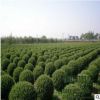 苗圃直銷批發塔松球 塔柏球綠化 品種規格齊全 量大優惠