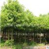 大葉香樟樹苗庭院綠化樹苗四季常青苗木香樟木樹苗小葉香樟苗種子